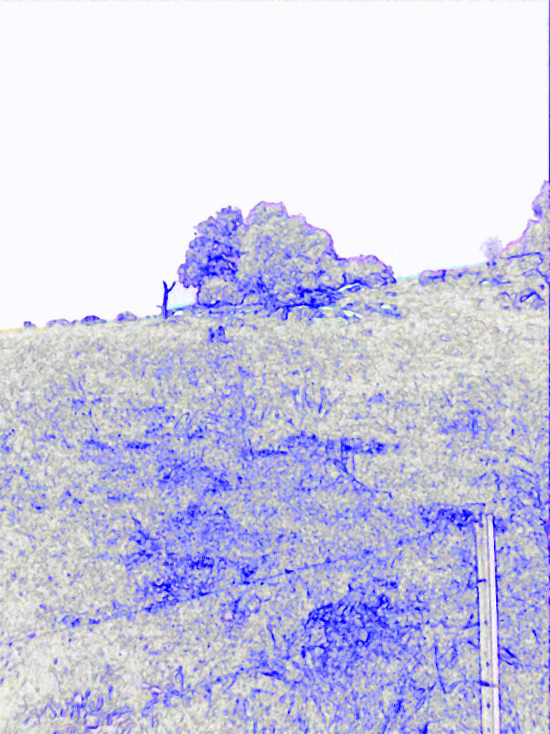 Fenech by Rabies-from-a-muffin on DeviantArt