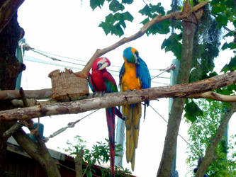 Parrots in the Sun