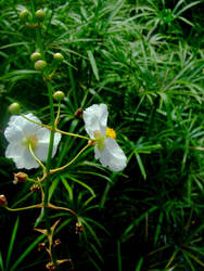 White Flower