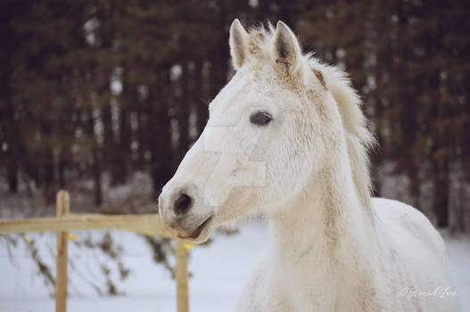 Queen of the Snow