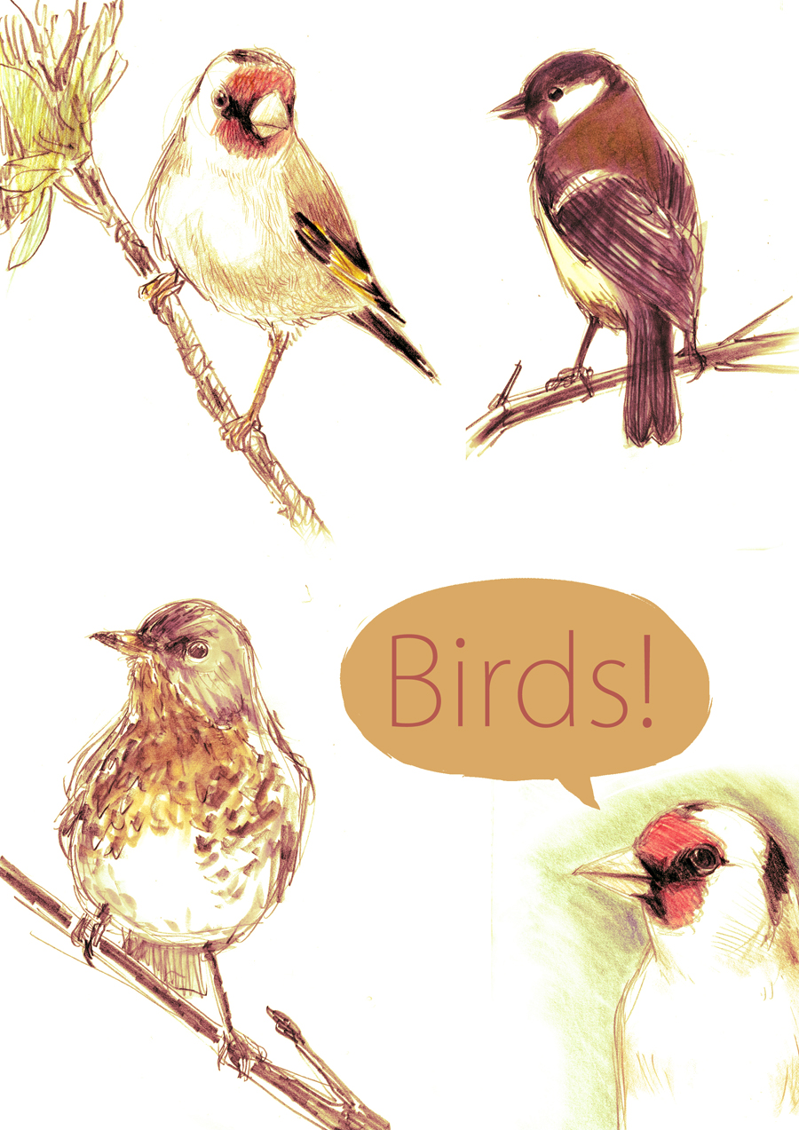 Birds