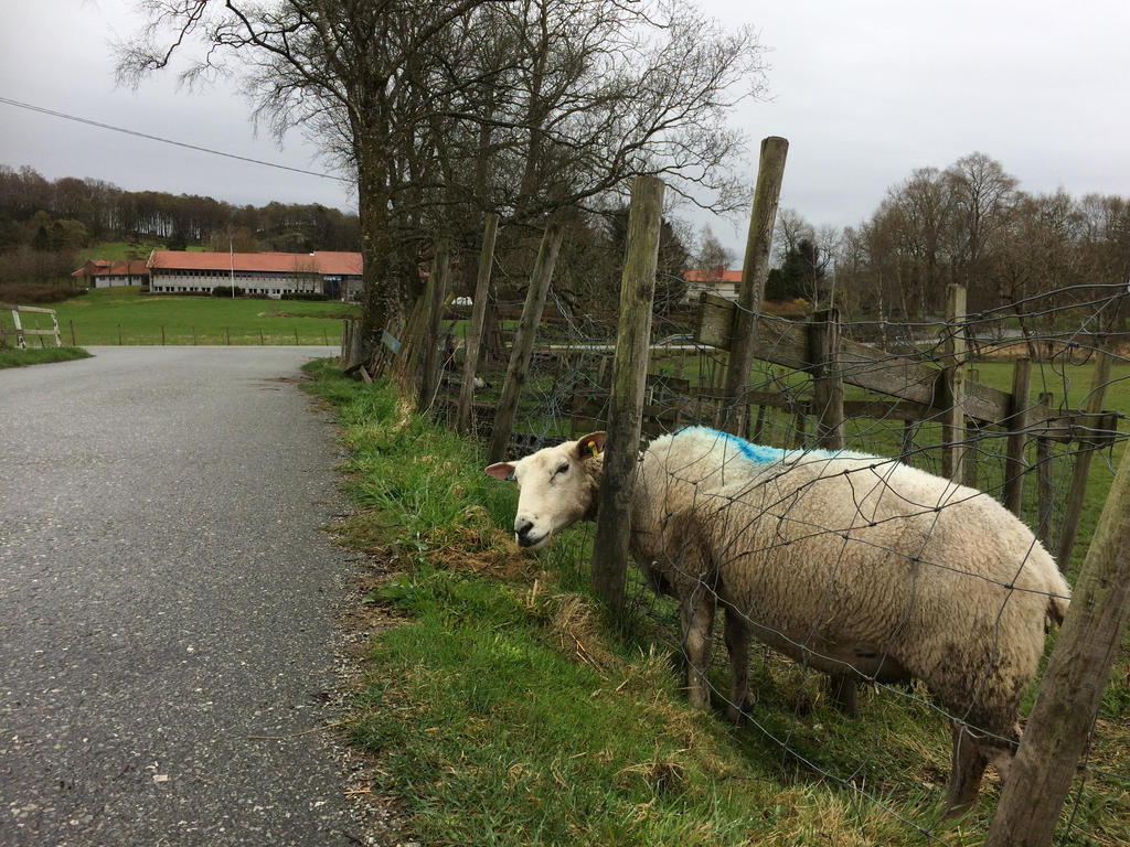 The Grass I Always Greener On The Other Side By Lunaredwing On