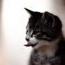 kitten tongue poke