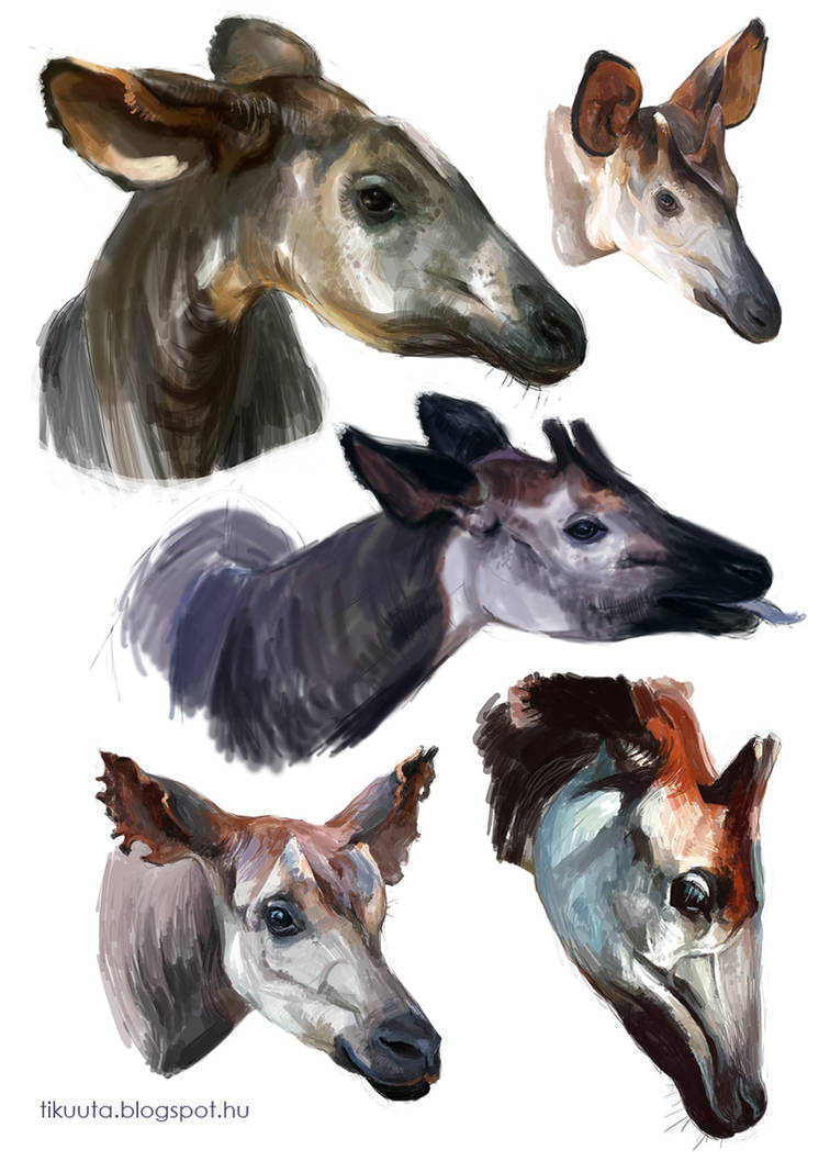 Okapi by Keltainen on DeviantArt