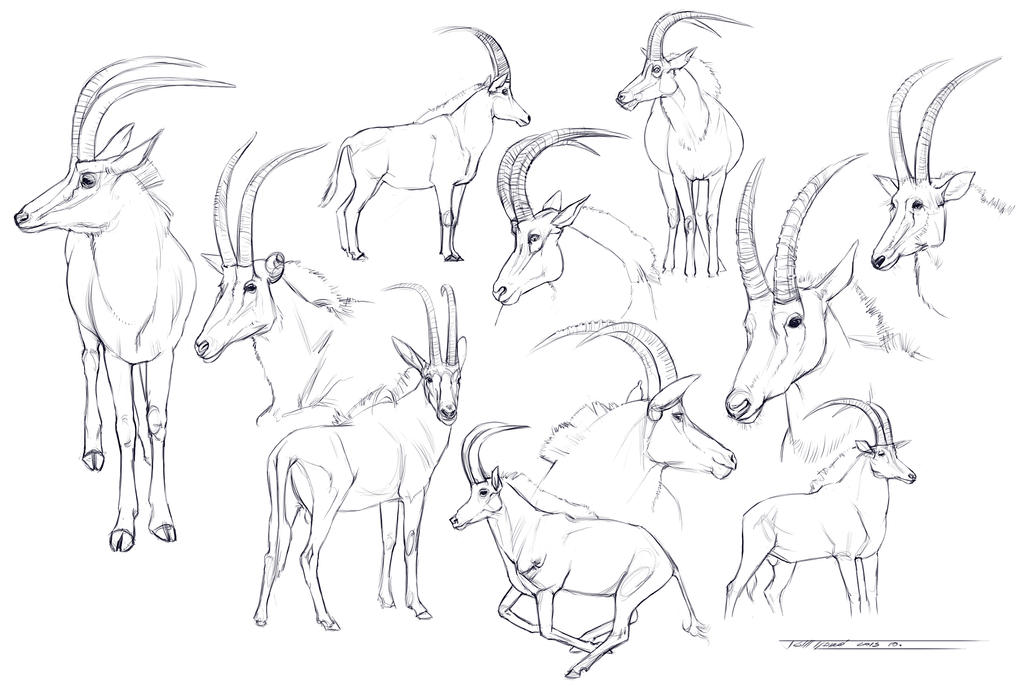 Sable Study Sable studies... by Keltainen on DeviantArt