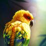 Sun Conure