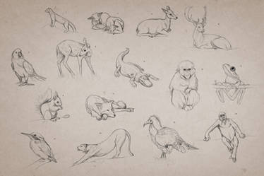 Animal Gestures 2