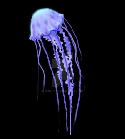 Jellyfish Tattoo design 1.0