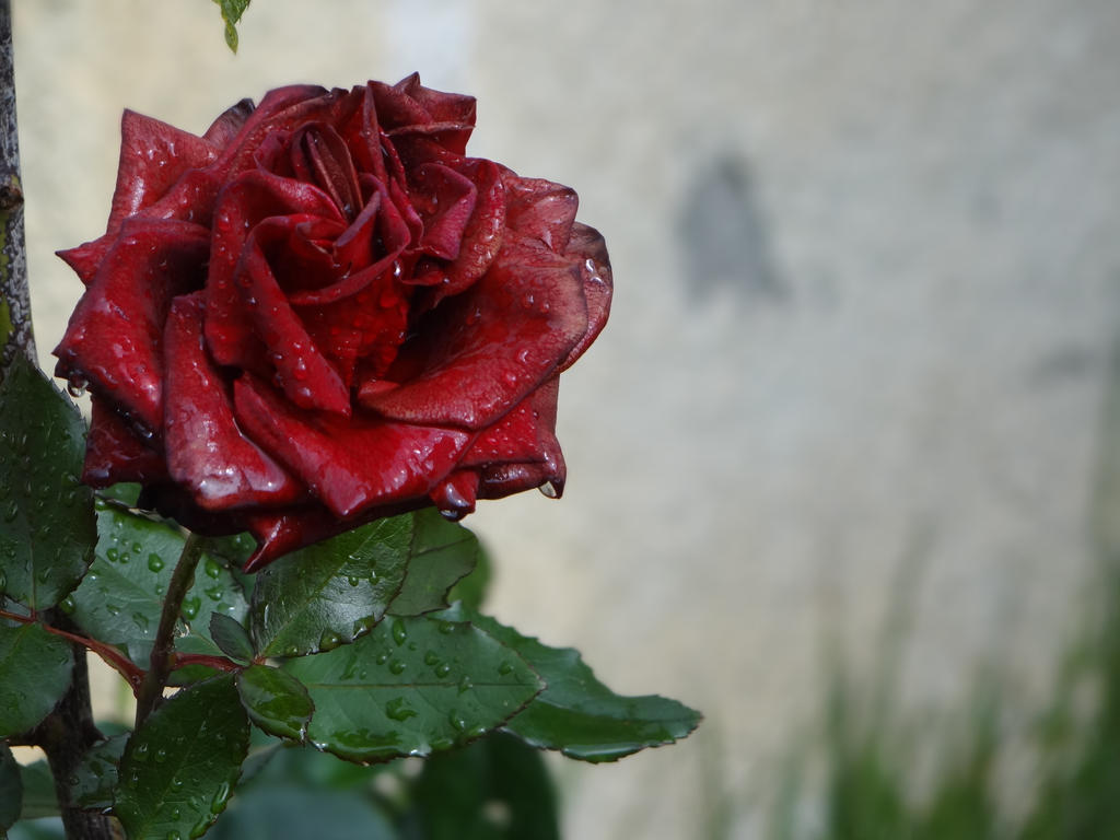 Red Rose