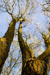 Under the Almond Tree