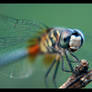 Dragonfly Cling