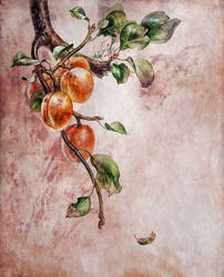 Five apricots