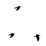Birds One :: PNG Stock