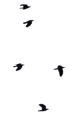 Birds One :: PNG Stock