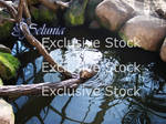 Exclusive Stock :: Otter Package