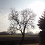 Sunlight Tree :: Stock