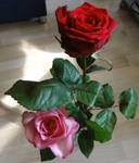 Roses 3 :: Stock