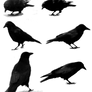6 Ravens PNG :: Stock