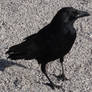 Raven 01 :: Stock