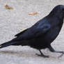Raven 03 :: Stock