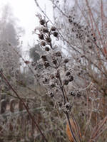 Frozen Leaves 05 :: Stock