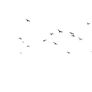 Birds 07 :: PNG Stock