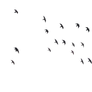 Birds 08 :: PNG Stock