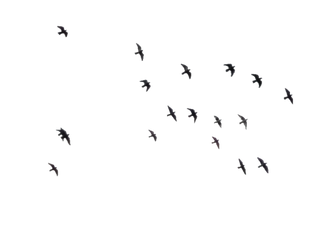Birds 08 :: PNG Stock