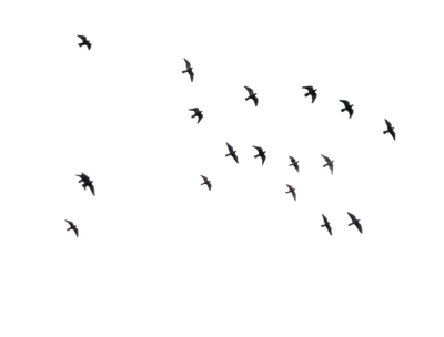Birds 08 :: PNG Stock
