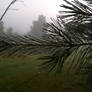 Dew On The Pines