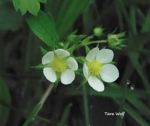 Strawberry Flowers