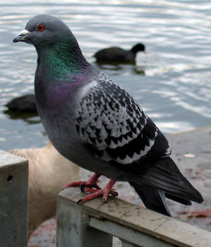 Pigeon