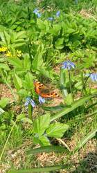 Small tortoiseshell_spring