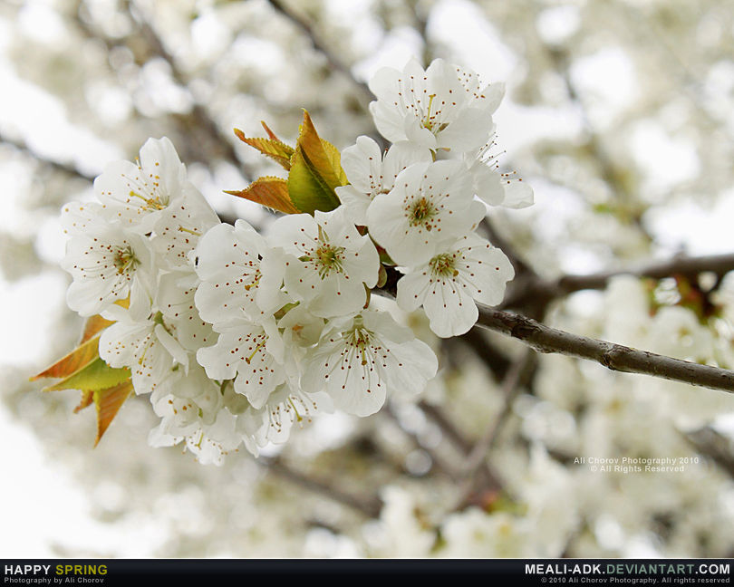Happy spring by MeAli-ADK