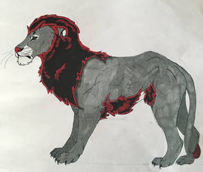 Grey And Black Lion 