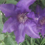 Royal Purple Clematis!