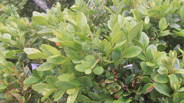 Jade Green Boxwood Bush!