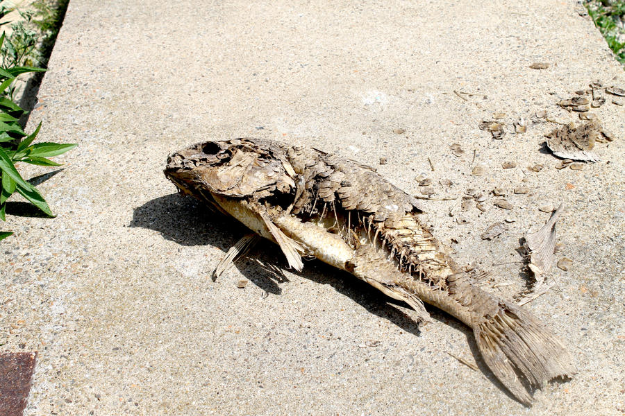 Corpse Fish by Asianl2emix on DeviantArt