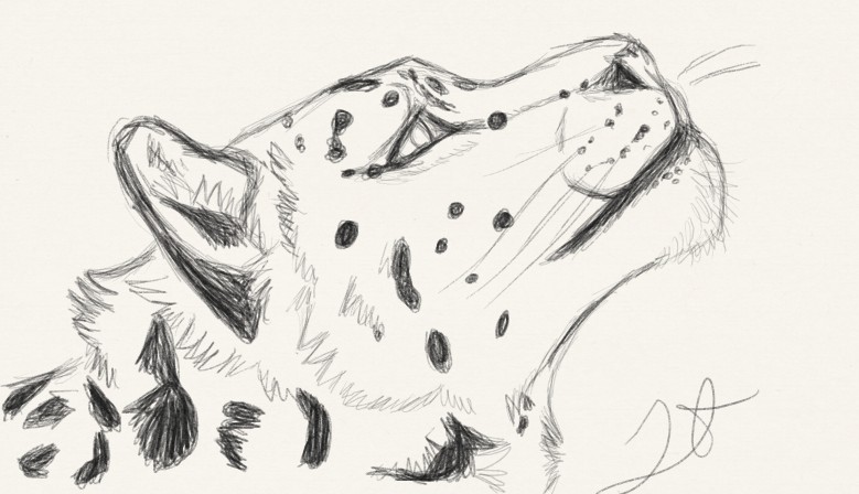 Snow Leopard sketch.