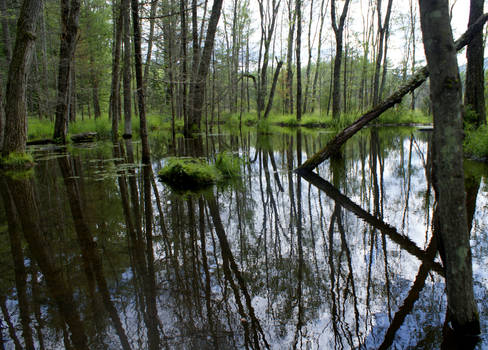 Drowning Forest  II