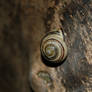 Snail 2