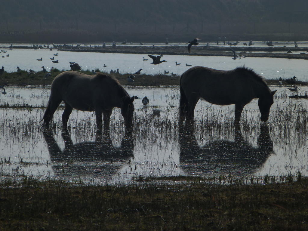 Reflections