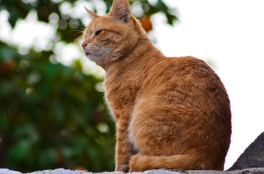 The Orange Cat.