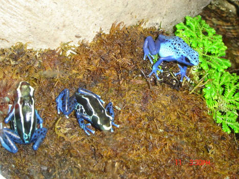 Little blue frogs