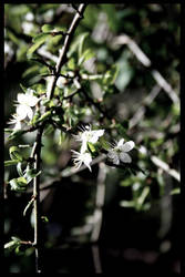 spring flowers