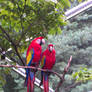 Carribean Love...In a CAGE