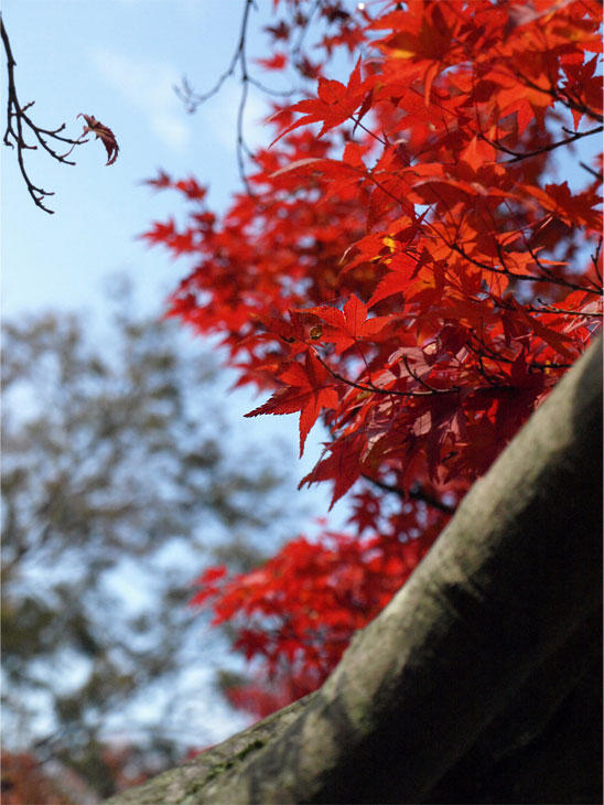 red leaves