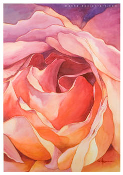 Painting of a rose