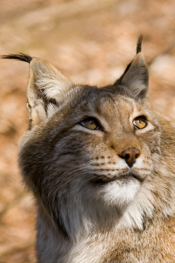 lynx