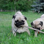 pugs